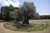  Albero di olivo - Brioni