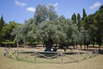  Albero di olivo - Brioni