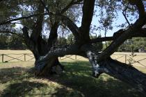  Albero di olivo - Brioni dettaglio