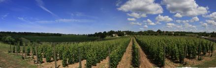  St. Meneghetti vineyard