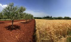  Albero di olivo e campo di grano