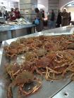  Spiny spider crabs from Premantura