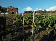  Vineyard with old house