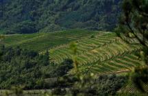 Vineyards, panoramic view